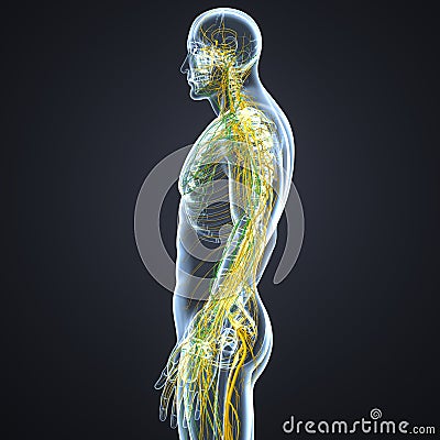 Nerves and Lymph nodes with Skeleton Body Lateral view Stock Photo